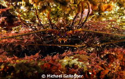 Lobster surrounded by hundreds of durban shrimp by Michael Gallagher 